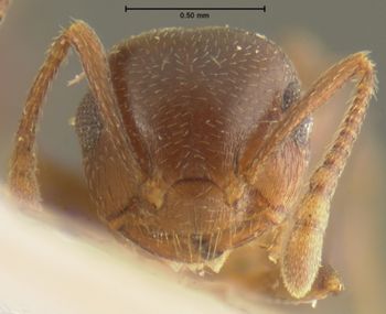Media type: image;   Entomology 20827 Aspect: head frontal view